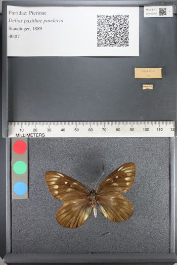 Media type: image;   Entomology 130302